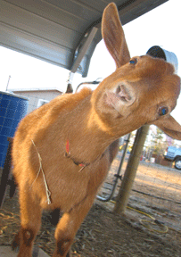HokeyPokey203x288.gif