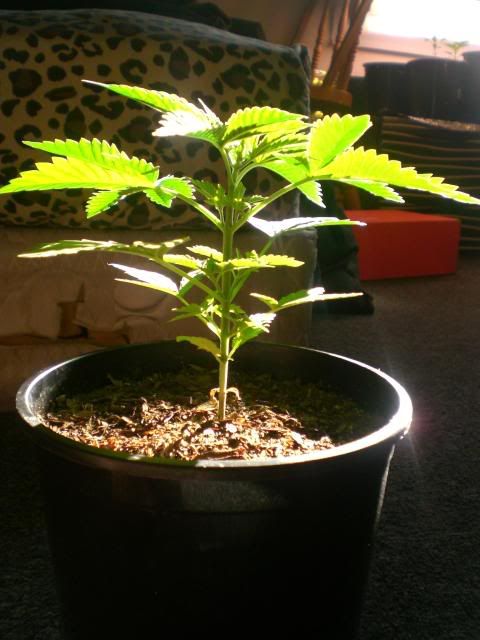 CIMG9933.jpg