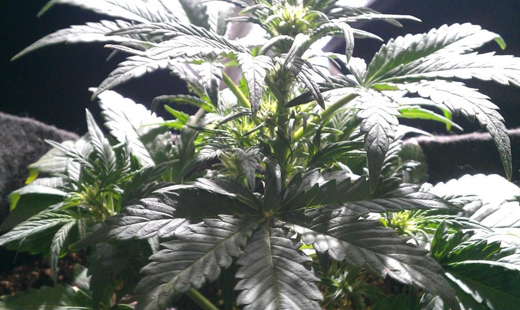 floweringat1andhalfweeks_zps19c769cf.jpg