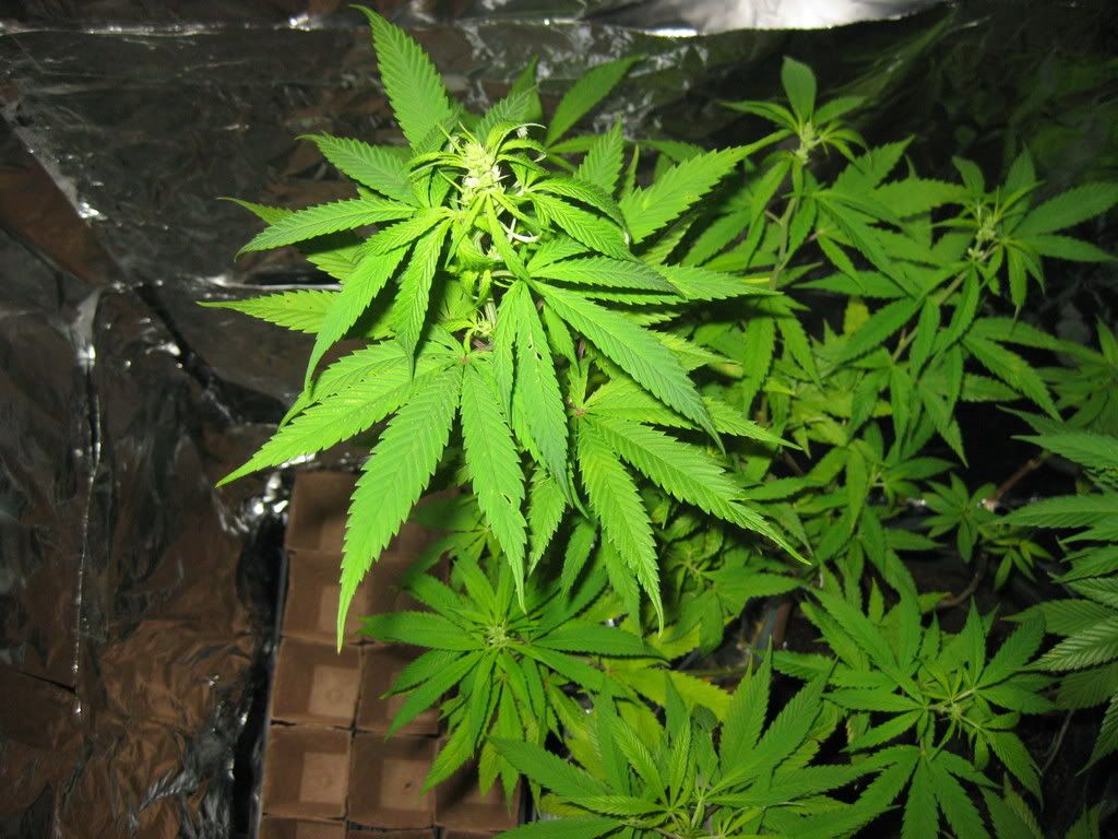 August7th2008002.jpg