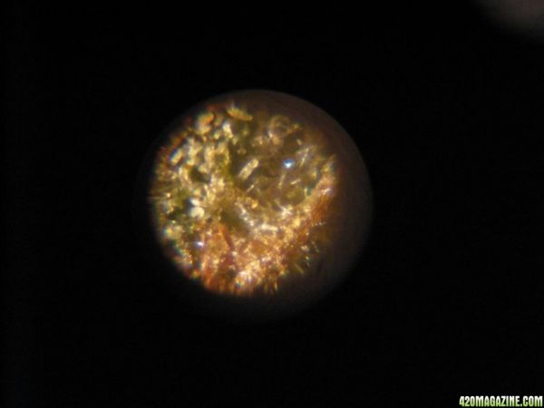 MiniMicro_TrichPics_test_006.jpg