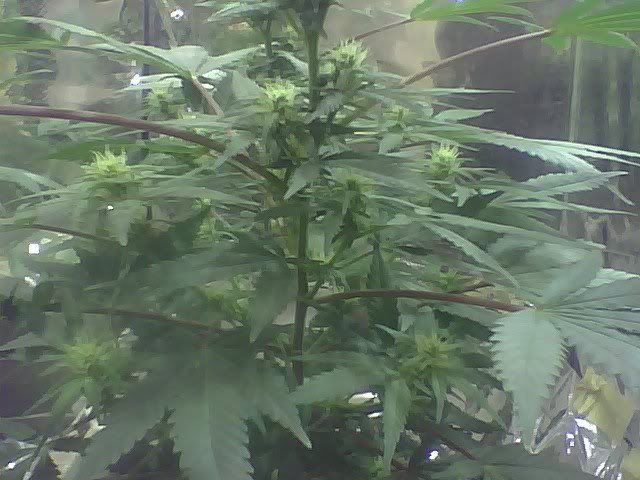 10daysflower-1.jpg