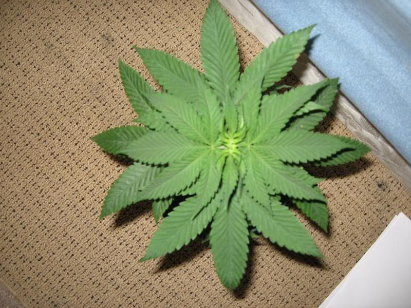 Plants4.jpg