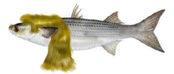 mullet-mullet2.jpg