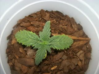 Bagseedtop.jpg