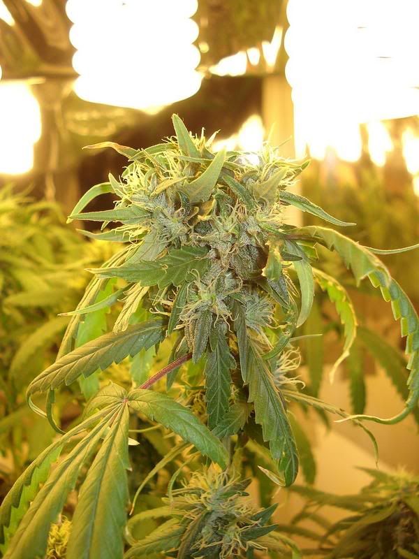 sativa2.jpg