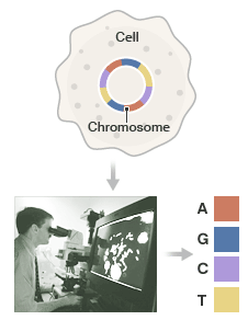 chromo_slide1_226.gif