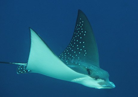 stingray_big.jpg