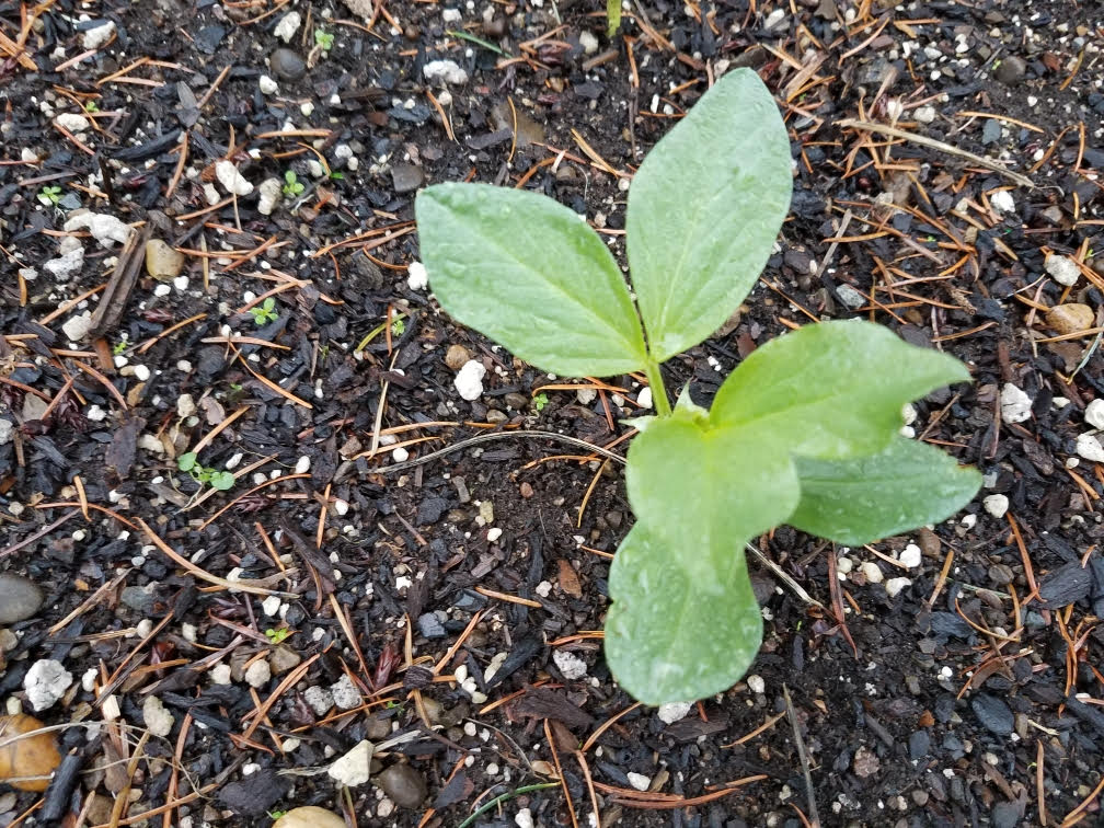 fava1.jpg
