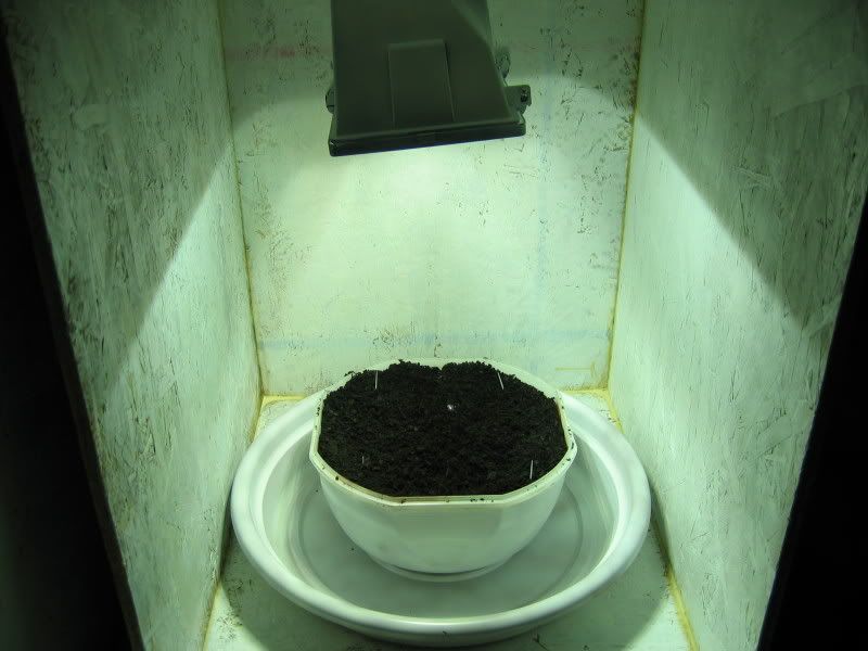 Growcabinet3.jpg