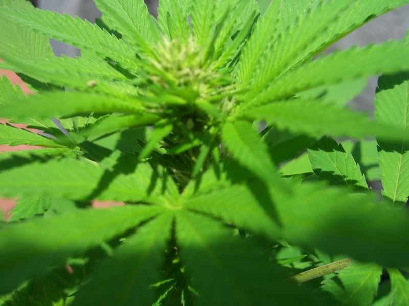 marijuana008.jpg
