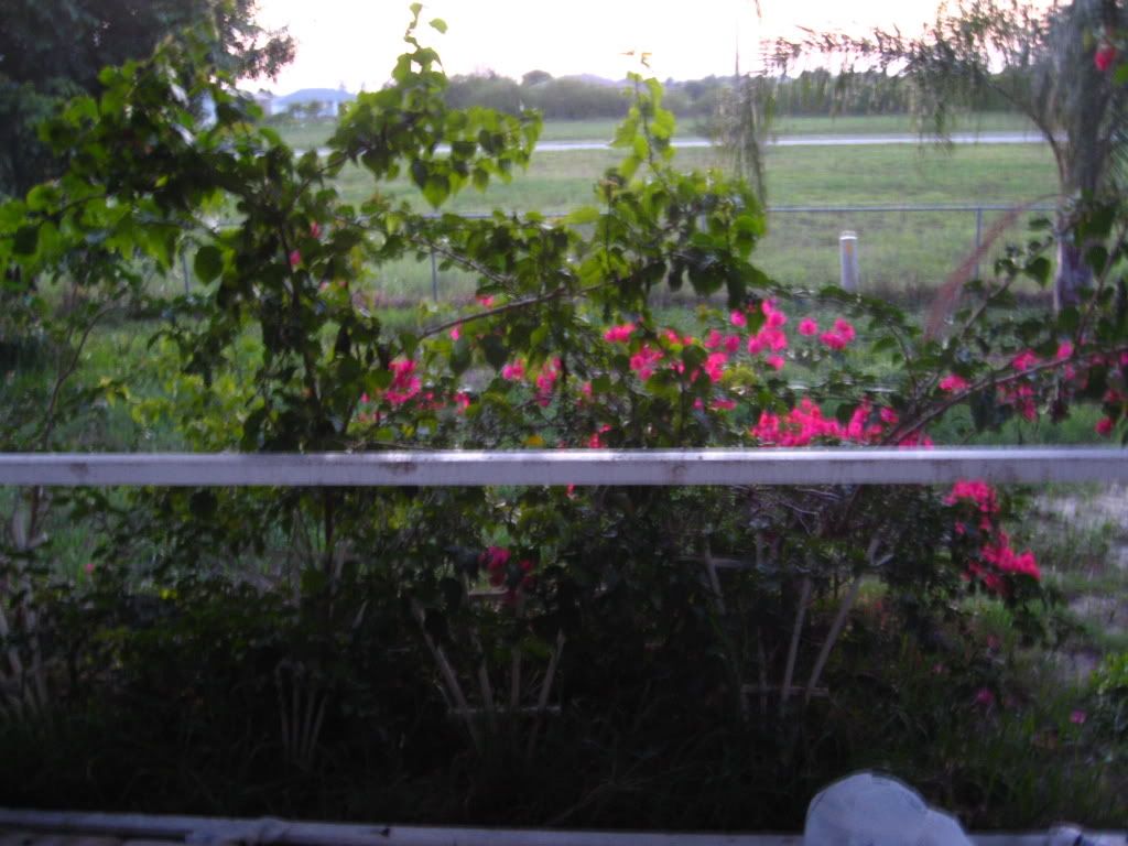 IMG_1031.jpg