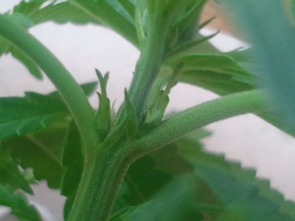 2012-05-15191527.jpg
