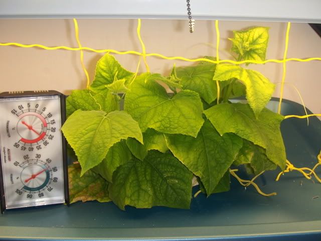 cuke11005.jpg