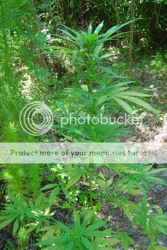 herbal3002.jpg