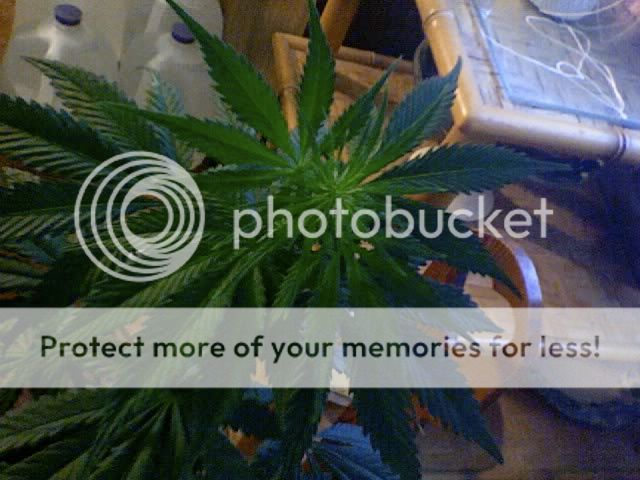 Photo124.jpg