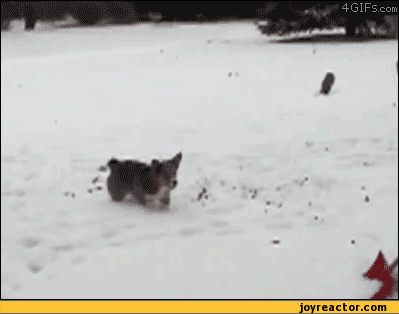 gif-dog-snow-jump-648066.gif
