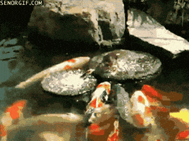 200.gif