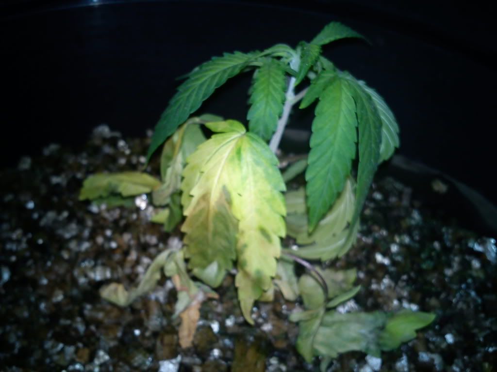DSC00151.jpg