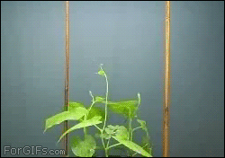 Growing-spinning-plant.gif