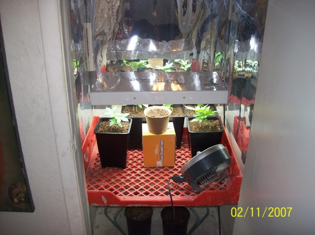 vegroom02.jpg