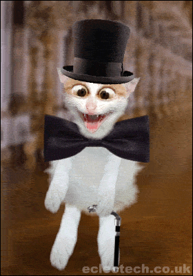 fatcatdance.gif