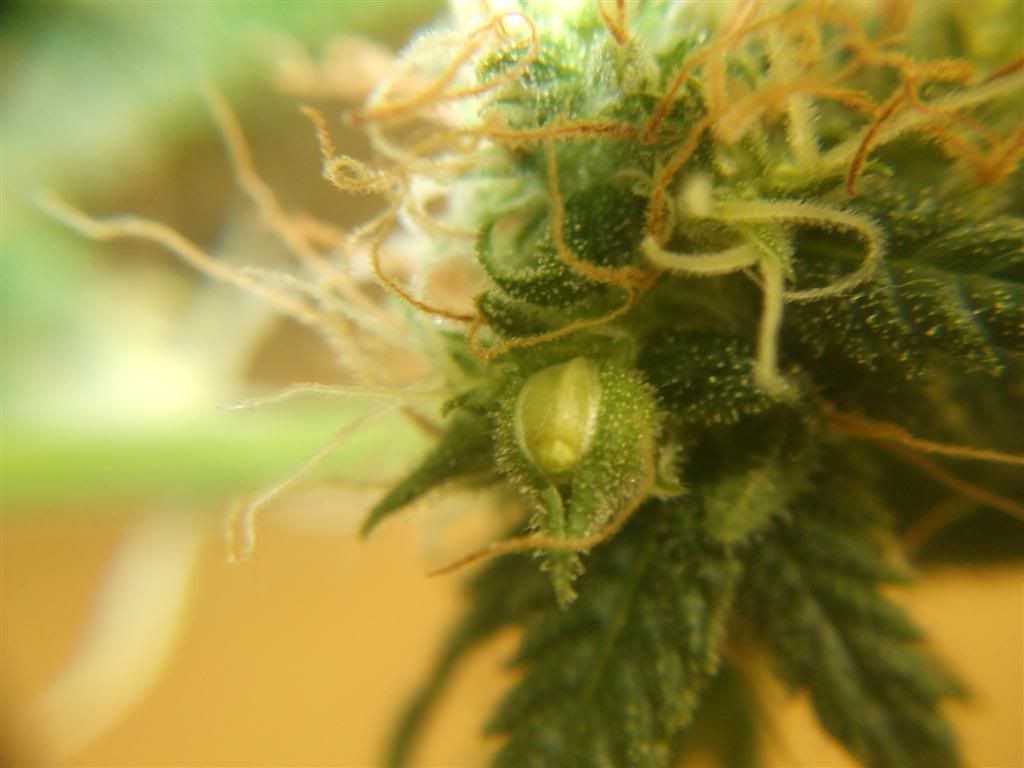 stressseed46days.jpg