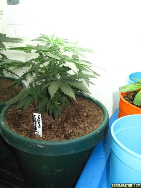 BB_CC_Grow_Update_Sep_13_048.jpg