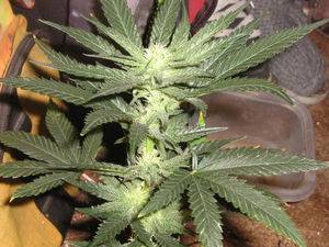 53078Picture_543-thumb.jpg