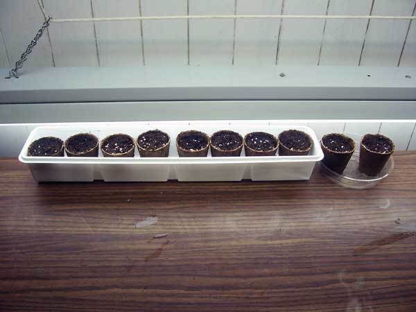 hashberry004.jpg