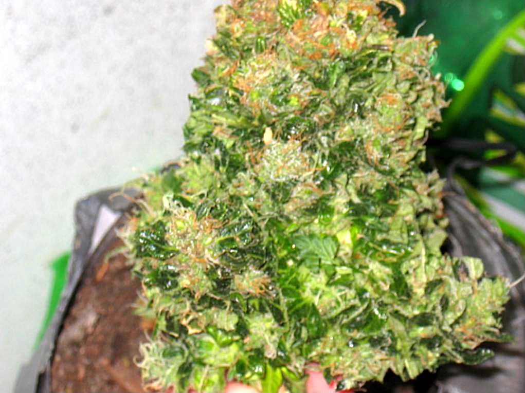 lowryder63harvestday009.jpg