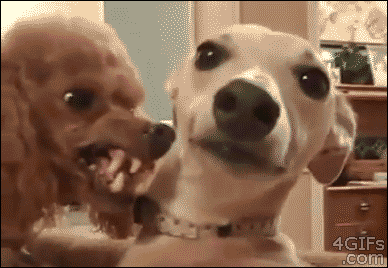 7cbd7058f0f58bca43c111069ce02460.gif
