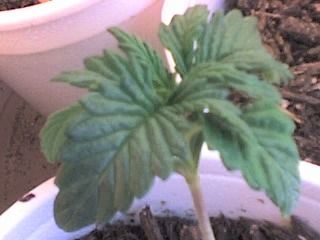 09-01-07_1145.jpg