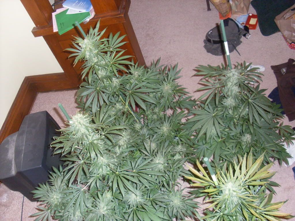 Picture180.jpg