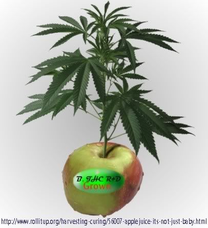 apple-1.jpg