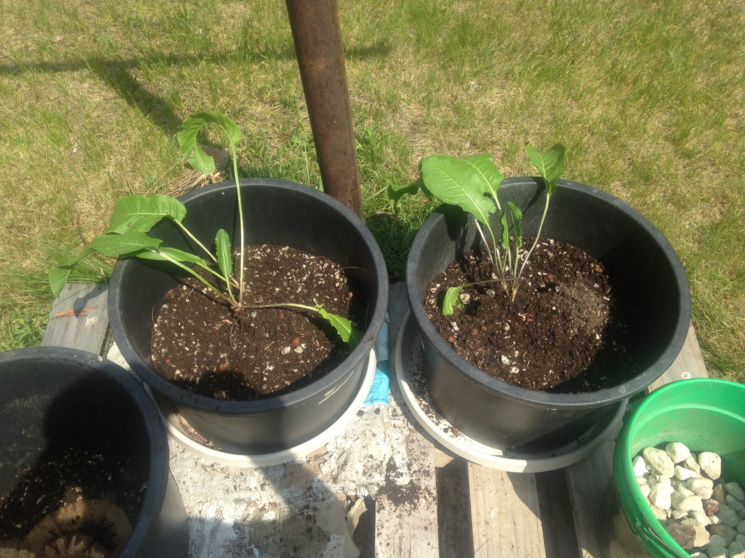 Half_filled_and_ready_to_plant.jpg