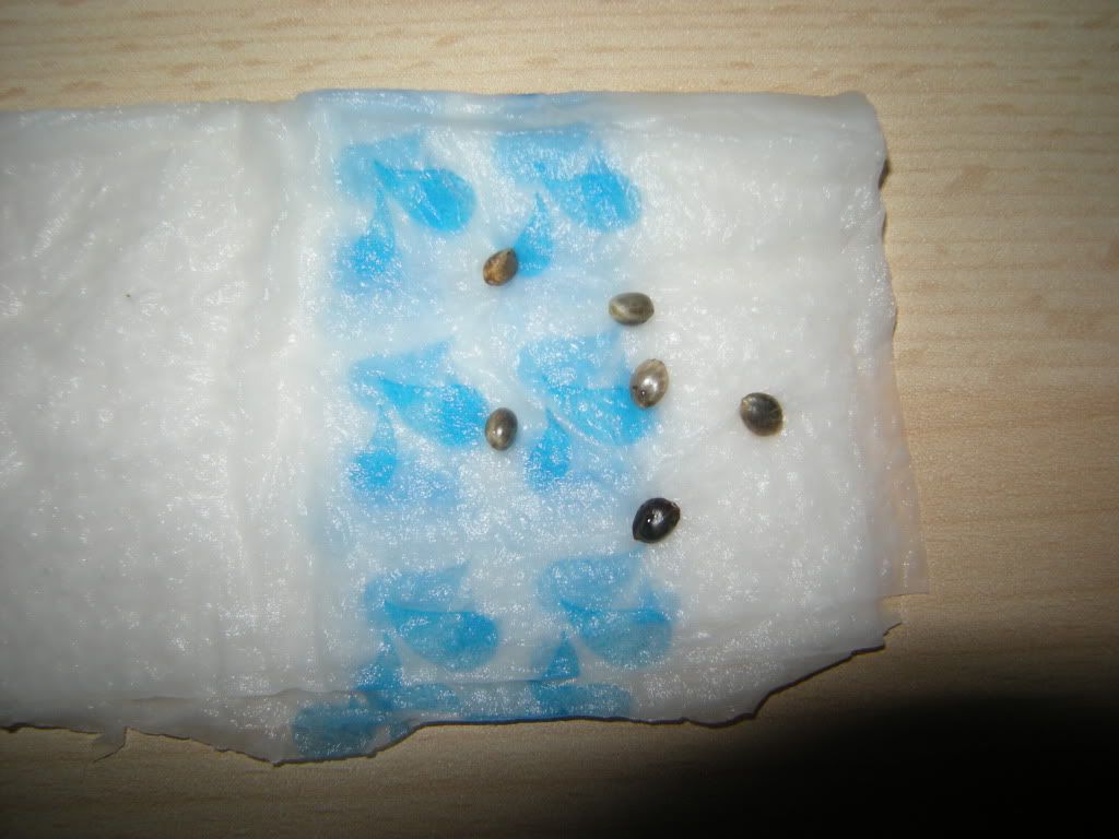 a009.jpg