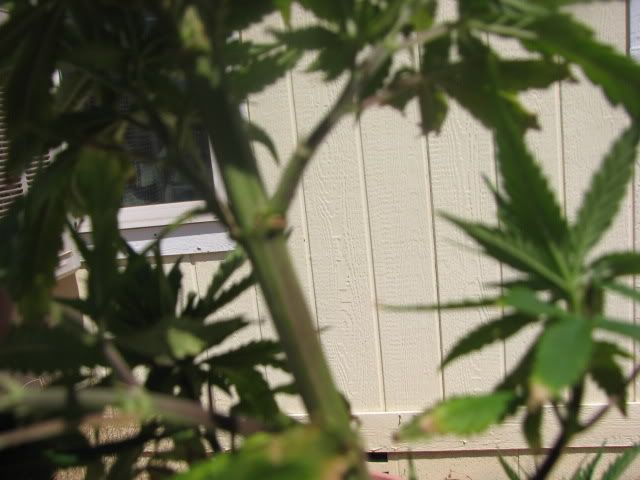 Picture019.jpg