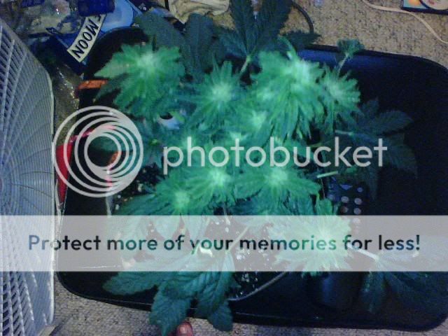 plants1.jpg
