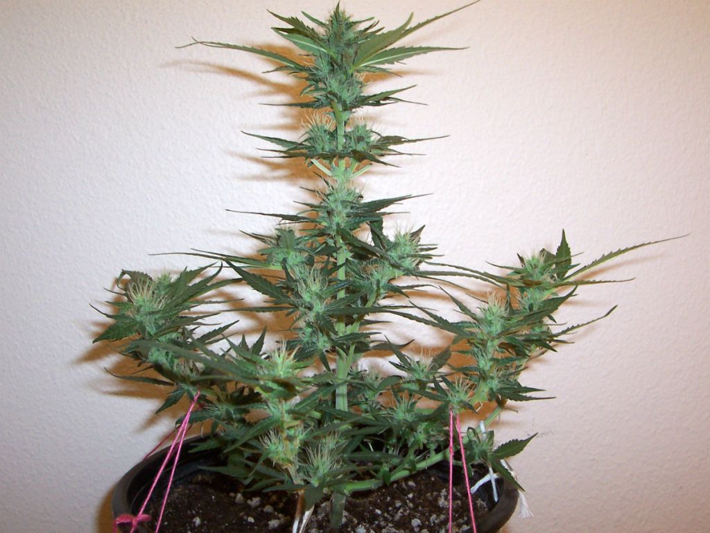 DAY44_PLANT1.jpg