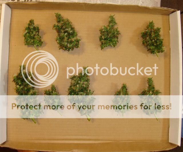 Chop3LST-boxposttrim.jpg