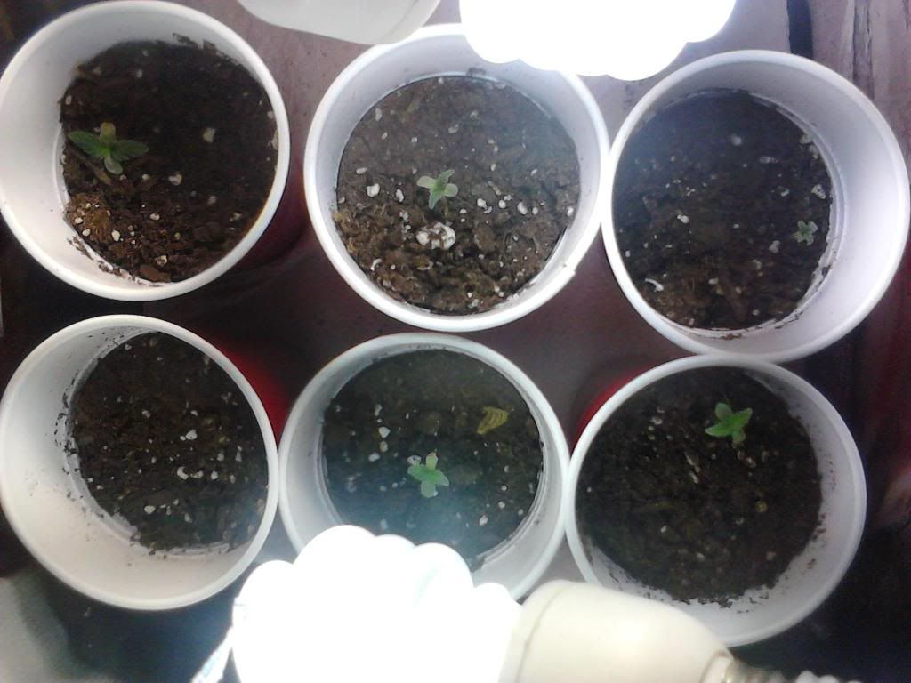 2011-05-10201859.jpg