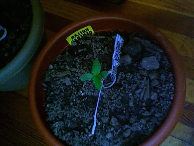 Photo137.jpg