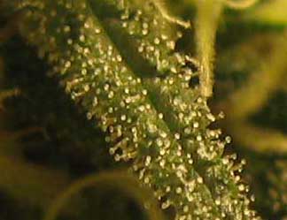cannabis-trichomes-close-up-small.jpg