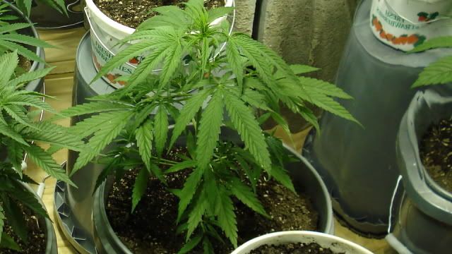 TSSLifeofPlant017.jpg
