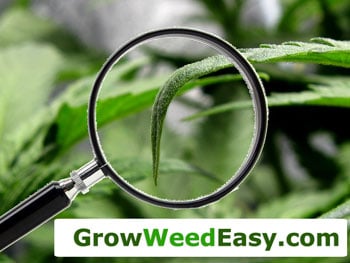 www.growweedeasy.com