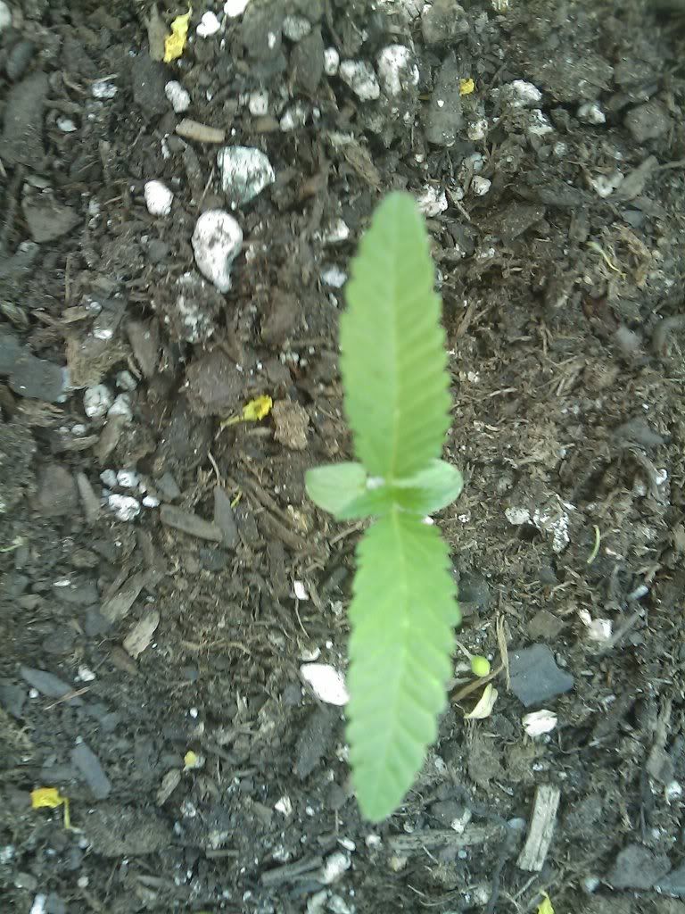 IMAG0041.jpg