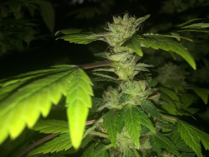 rl6jAr8.jpg