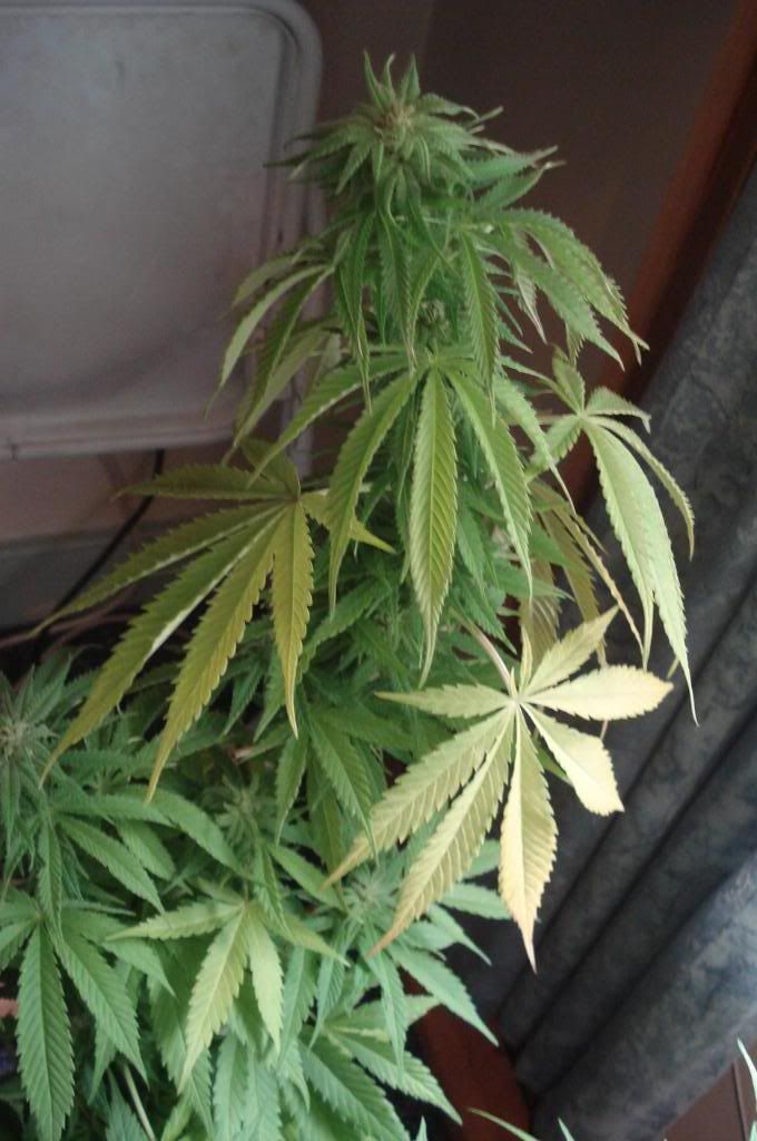Sickplant014.jpg