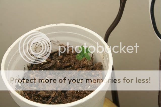 RandomSprout002.jpg